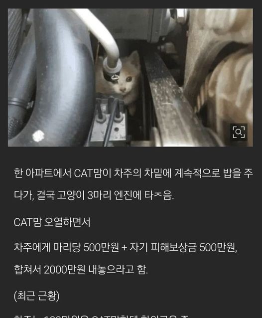 캣맘